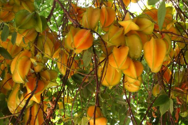 Averrhoa carambola